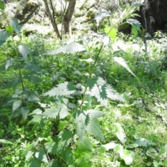 Urtica incisa at Burrinjuck, NSW - 28 Sep 2016 11:14 AM