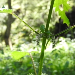 Urtica incisa at Burrinjuck, NSW - 28 Sep 2016 11:14 AM