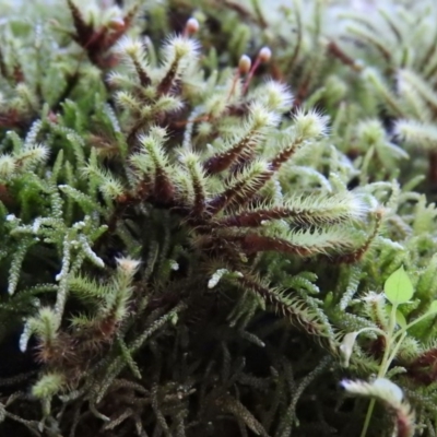 Breutelia (A moss) at Burrinjuck, NSW - 28 Sep 2016 by ArcherCallaway