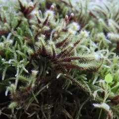 Breutelia (A moss) at Burrinjuck Nature Reserve - 28 Sep 2016 by RyuCallaway