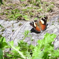 Vanessa itea (Yellow Admiral) at Burrinjuck Nature Reserve - 28 Sep 2016 by RyuCallaway