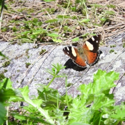 Vanessa itea (Yellow Admiral) at Burrinjuck, NSW - 28 Sep 2016 by RyuCallaway