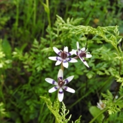 Wurmbea dioica subsp. dioica (Early Nancy) at Burrinjuck, NSW - 28 Sep 2016 by ArcherCallaway