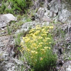 Senecio (genus) (A Fireweed) at Burrinjuck, NSW - 28 Sep 2016 by ArcherCallaway