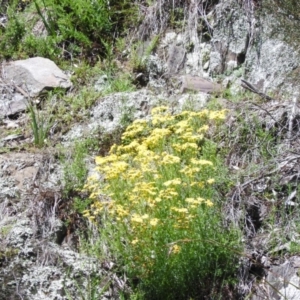 Senecio sp. at Burrinjuck, NSW - 28 Sep 2016