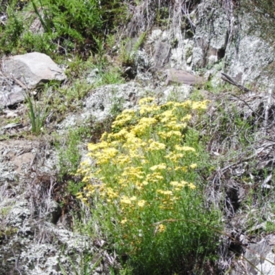 Senecio (genus) (A Fireweed) at Burrinjuck, NSW - 28 Sep 2016 by ArcherCallaway