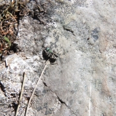 Rhytidoponera metallica (Greenhead ant) at Burrinjuck Nature Reserve - 28 Sep 2016 by RyuCallaway
