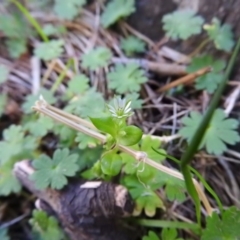 Stellaria media (Common Chickweed) at Burrinjuck, NSW - 28 Sep 2016 by ArcherCallaway
