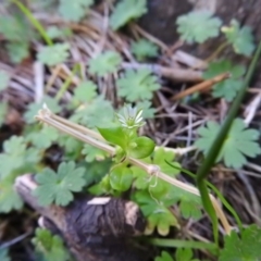 Stellaria media (Common Chickweed) at Burrinjuck, NSW - 28 Sep 2016 by RyuCallaway