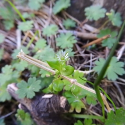 Stellaria media (Common Chickweed) at Burrinjuck, NSW - 28 Sep 2016 by RyuCallaway