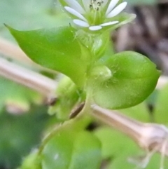 Stellaria media at Burrinjuck, NSW - 28 Sep 2016 11:37 AM