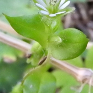 Stellaria media at Burrinjuck, NSW - 28 Sep 2016 11:37 AM