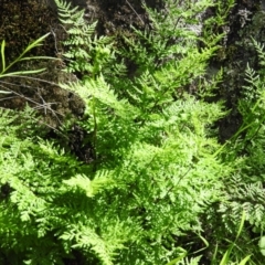 Cheilanthes austrotenuifolia (Rock Fern) at Burrinjuck Nature Reserve - 28 Sep 2016 by RyuCallaway