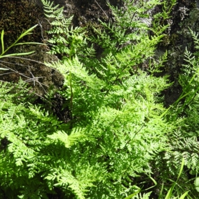 Cheilanthes austrotenuifolia (Rock Fern) at Burrinjuck Nature Reserve - 28 Sep 2016 by RyuCallaway