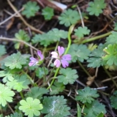 Geranium molle subsp. molle (Cranesbill Geranium) at Burrinjuck Nature Reserve - 28 Sep 2016 by RyuCallaway