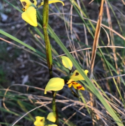 Diuris sulphurea (Tiger Orchid) at Mount Majura - 1 Nov 2016 by AaronClausen