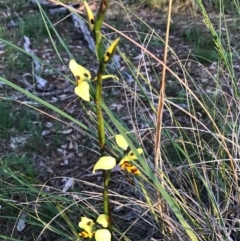 Diuris sulphurea at Majura, ACT - suppressed