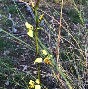 Diuris sulphurea at Majura, ACT - 1 Nov 2016