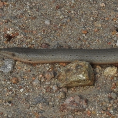 Lialis burtonis (Burton's Snake-lizard) at Tralee, NSW - 1 Nov 2016 by JohnBundock