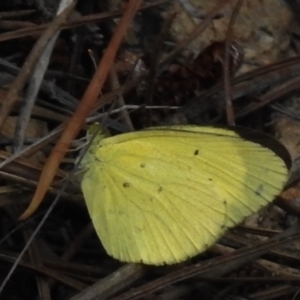 Eurema smilax at Chisholm, ACT - 1 Nov 2016