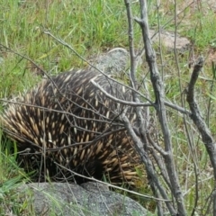 Tachyglossus aculeatus (Short-beaked Echidna) at Isaacs Ridge and Nearby - 1 Nov 2016 by Mike