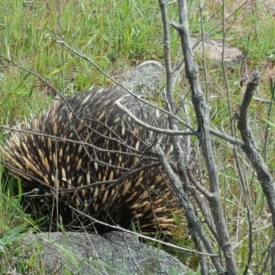 Tachyglossus aculeatus (Short-beaked Echidna) at Isaacs Ridge and Nearby - 1 Nov 2016 by Mike