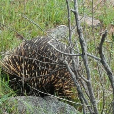 Tachyglossus aculeatus (Short-beaked Echidna) at Isaacs, ACT - 1 Nov 2016 by Mike