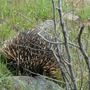 Tachyglossus aculeatus at Isaacs, ACT - 1 Nov 2016