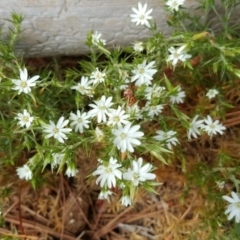 Stellaria pungens (Prickly Starwort) at Jerrabomberra, ACT - 1 Nov 2016 by Mike