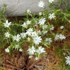 Stellaria pungens (Prickly Starwort) at Isaacs Ridge and Nearby - 31 Oct 2016 by Mike