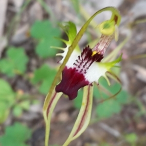 Caladenia atrovespa at Farrer Ridge - suppressed