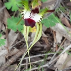 Caladenia atrovespa at Farrer Ridge - suppressed