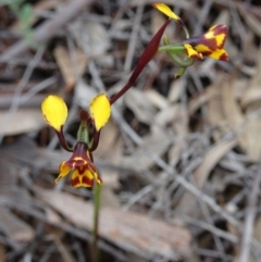 Diuris semilunulata (Late Leopard Orchid) at Farrer Ridge - 30 Oct 2016 by galah681
