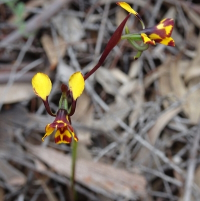 Diuris semilunulata (Late Leopard Orchid) at Farrer Ridge - 30 Oct 2016 by galah681