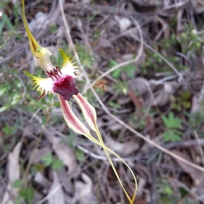 Caladenia atrovespa (Green-comb Spider Orchid) at Farrer Ridge - 30 Oct 2016 by galah681
