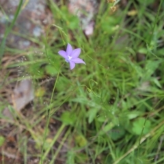 Wahlenbergia stricta subsp. stricta (Tall Bluebell) at Gossan Hill - 29 Oct 2016 by ibaird