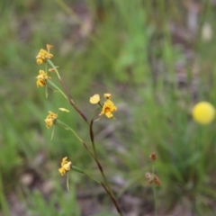 Diuris nigromontana (Black Mountain Leopard Orchid) at Gossan Hill - 30 Oct 2016 by ibaird