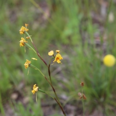 Diuris nigromontana (Black Mountain Leopard Orchid) at Gossan Hill - 30 Oct 2016 by ibaird