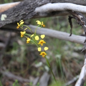 Diuris nigromontana at Bruce, ACT - 30 Oct 2016