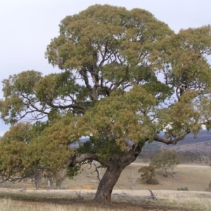 Eucalyptus bridgesiana at Hawker, ACT - 13 Jul 2008