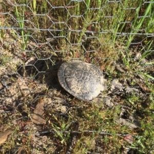 Chelodina longicollis at Gungahlin, ACT - 2 Nov 2016