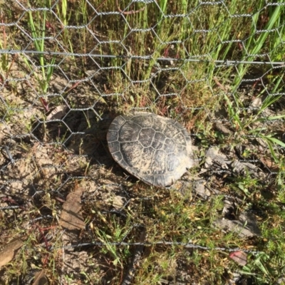 Chelodina longicollis (Eastern Long-necked Turtle) at Gungahlin, ACT - 1 Nov 2016 by JasonC