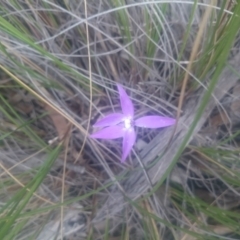 Glossodia major (Wax Lip Orchid) at Point 4855 - 1 Nov 2016 by gregbaines