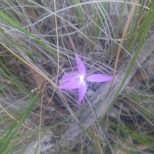 Glossodia major at Point 4855 - 1 Nov 2016