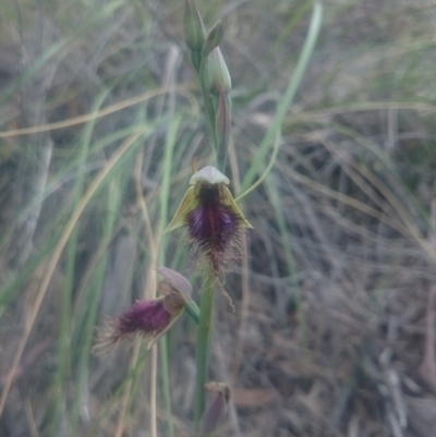 Calochilus platychilus (Purple Beard Orchid) at Canberra Central, ACT - 1 Nov 2016 by gregbaines