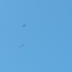 Aquila audax (Wedge-tailed Eagle) at Molonglo River Reserve - 1 Jan 2016 by RichardMilner