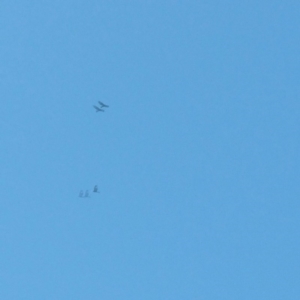 Aquila audax at Molonglo River Reserve - 2 Jan 2016