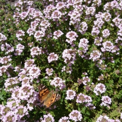 Vanessa kershawi (Australian Painted Lady) at Australian National University - 1 Nov 2016 by TimYiu