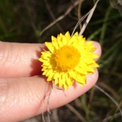 Leucochrysum albicans subsp. albicans (Hoary Sunray) at ANU Liversidge Precinct - 31 Oct 2016 by TimYiu