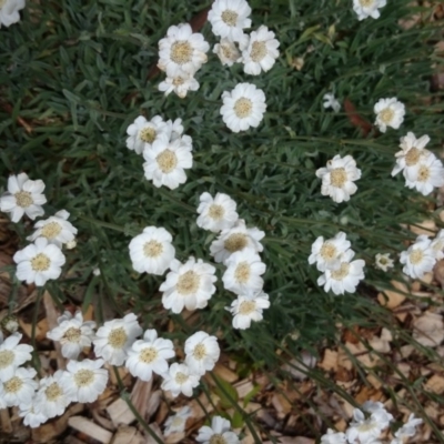 Rhodanthe anthemoides at Australian National University - 1 Nov 2016 by TimYiu